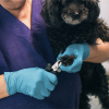 A veterinarian wearing AMMEX Blue Nitrile Exam Latex Free Disposable Gloves trims the nails of a black poodle held in her arms.